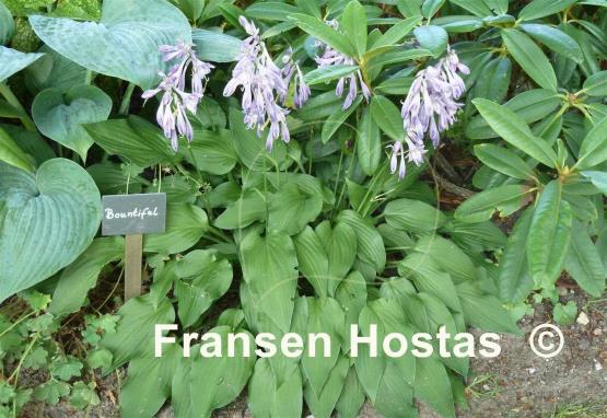 Hosta Bountiful